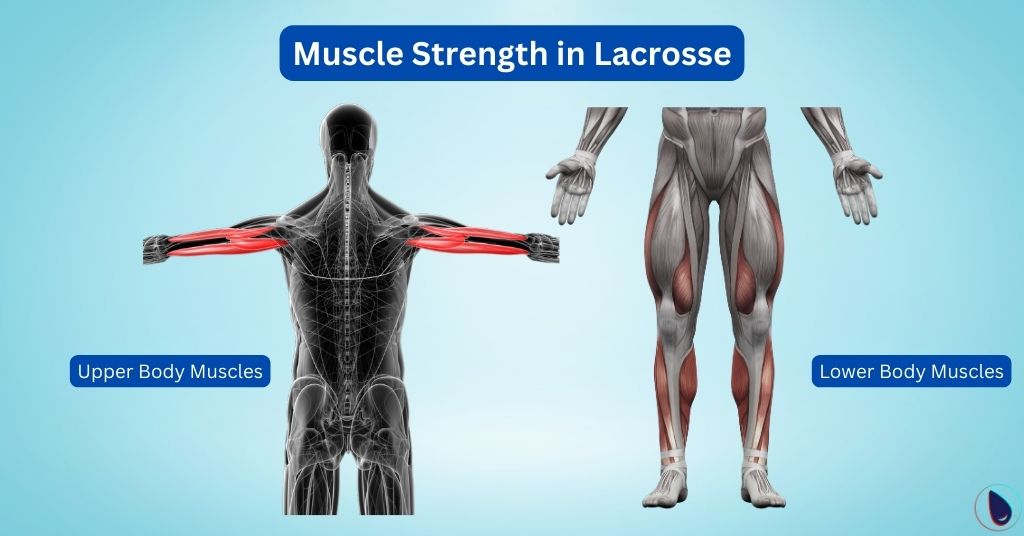 Muscle Strength in Lacrosse